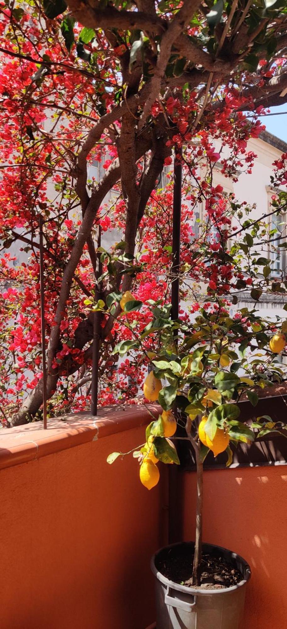 Luxury Catania Bed & Breakfast Екстериор снимка